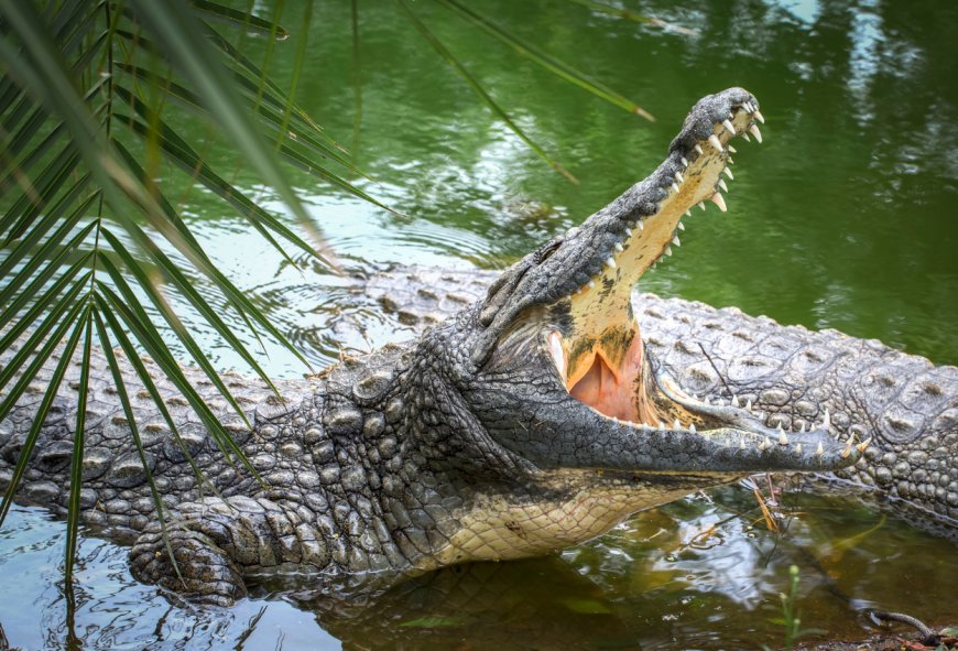 3 Hari Pencarian, Jasad Warga Kotabaru yang Diterkam Buaya Ditemukan Tersangkut di Sungai