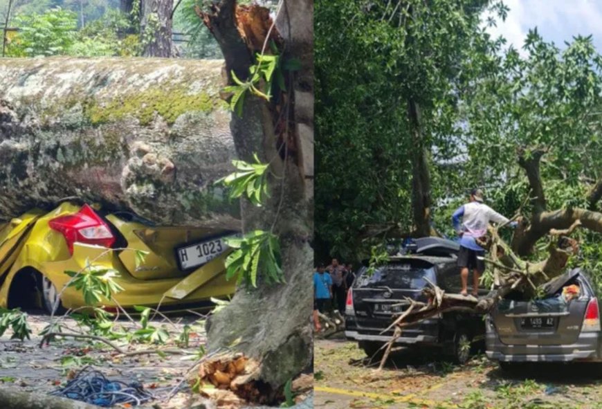 Farmhouse Lembang Diterpa Pohon Tumbang, 4 Mobil Hancur di Area Parkir