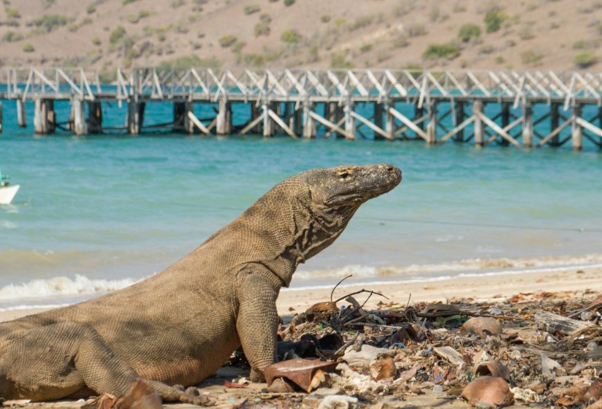 Tarif Baru Memancing di TN Komodo: Dari Rp25 Ribu Menjadi Rp5 Juta