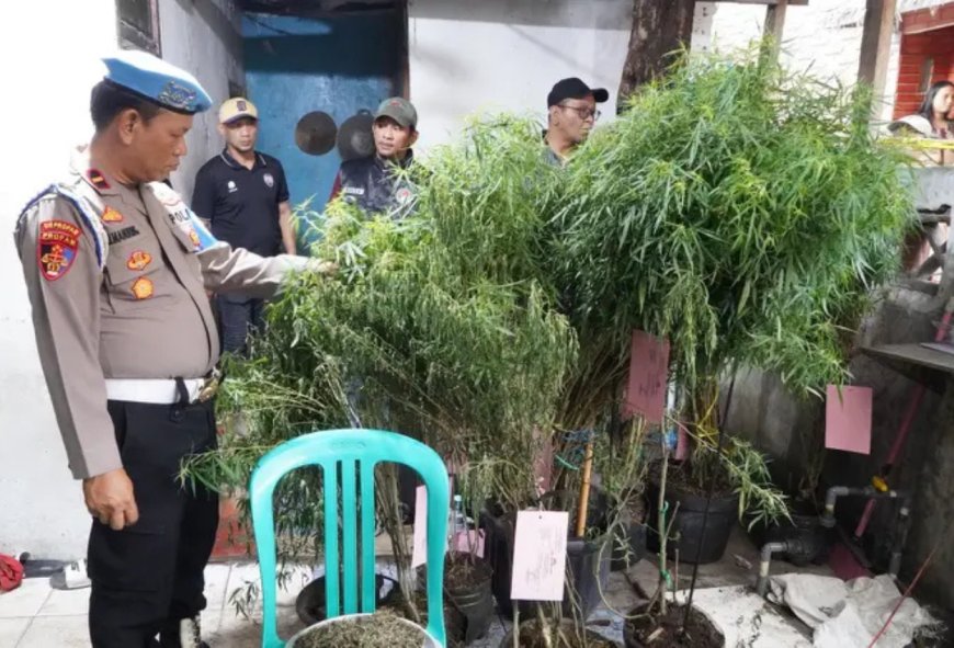 Polisi Gerebek Rumah di Cengkareng, Temukan 40 Tanaman Ganja Siap Jual