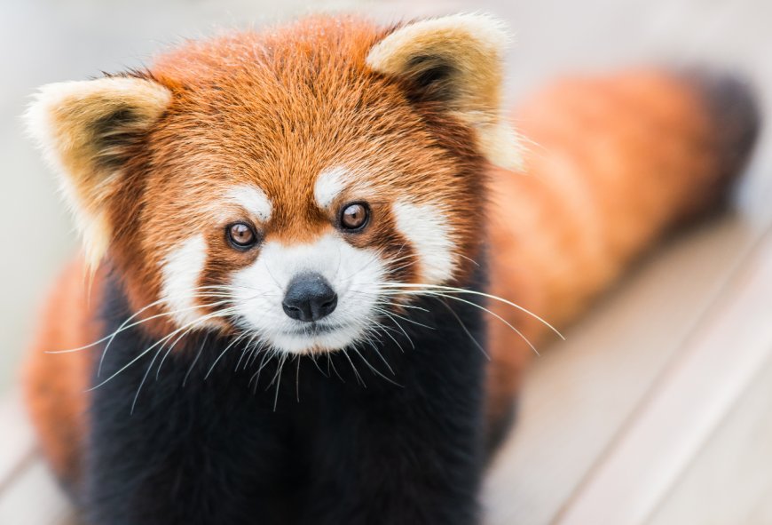 Bayi Panda Merah Roxie Tewas Usai Stres Akibat Ledakan Kembang Api