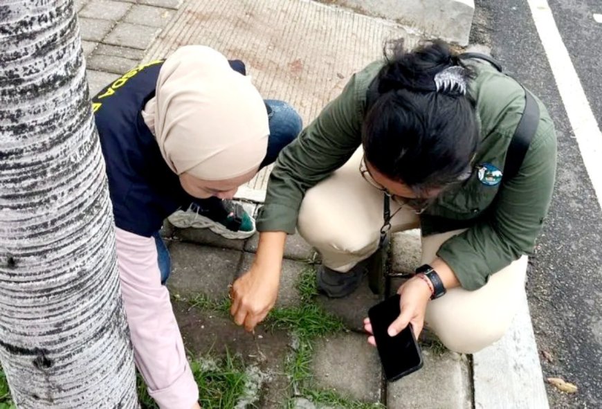 Burung Pipit Mati Massal Seketika di Bandara Bali, Apa Penyebabnya?