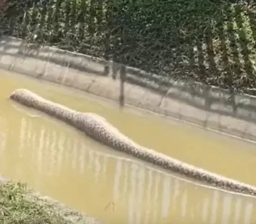 Ular Piton Raksasa Kejutkan Warga Saat Muncul ditengah Banjir di Thailand