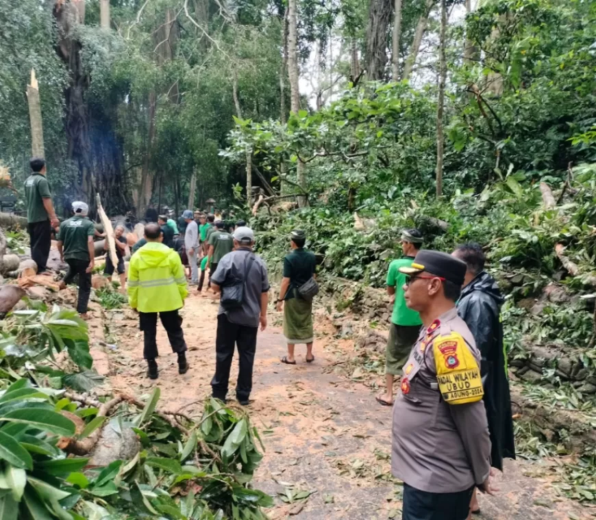 Monkey Forest Ubud Ditutup Sementara Imbas Pohon Tumbang dan Renggut 2 Nyawa