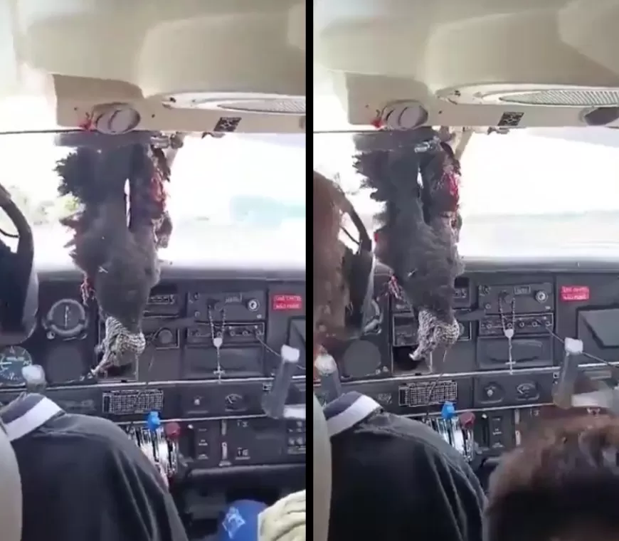 Burung Nasar Tabrak Pesawat di Brasil: Insiden Penerbangan Berakhir Aman Berkat Aksi Pilot