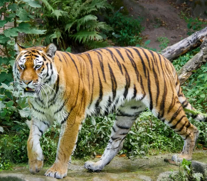 Penjaga Kebun Binatang di Rumania Diterkam Harimau Gegara Lupa Tutup Pintu