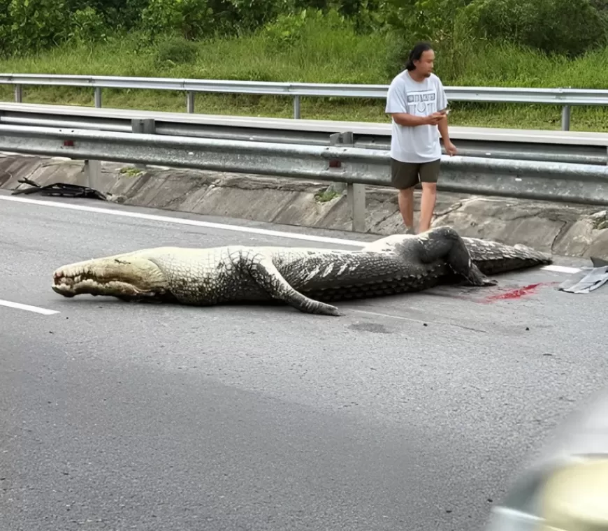 Viral di Medsos, Seekor Buaya Tertabrak Mobil Ketika Berusaha Melewati Tol di Brunei