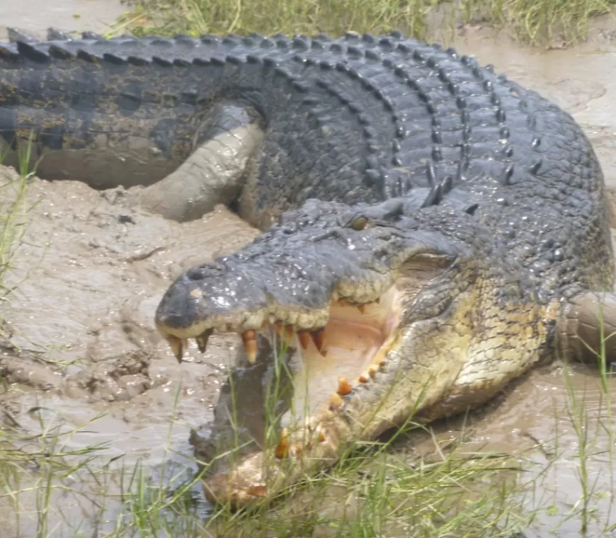 Warga Karawang Geger, Buaya Sepanjang 2 Meter Muncul di Got Permukiman