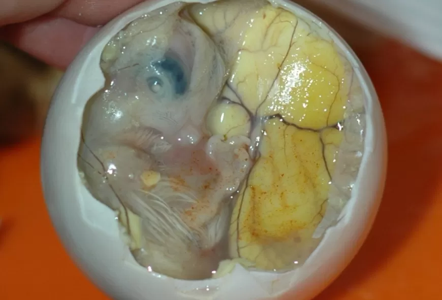 Balut