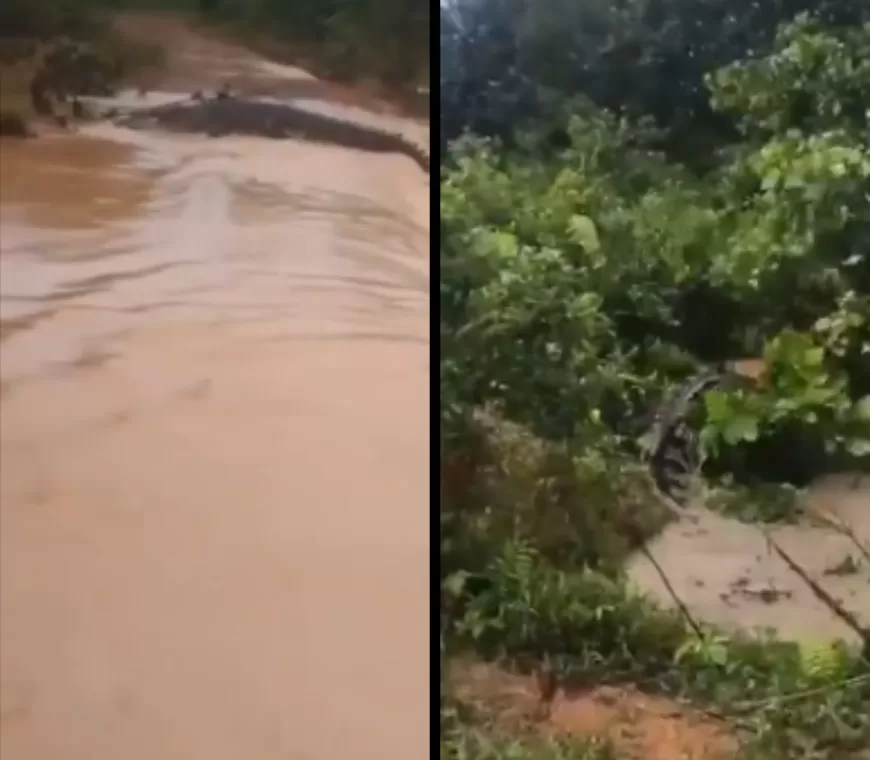 Pagar Penangkaran di Batam Jebol gegara Hujan Deras, 5 Buaya Kabur