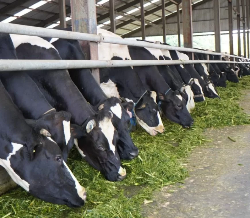 160 Perusahaan Bakal Impor 200 Ribu Sapi Perah untuk Pasok Susu Makan Bergizi Gratis