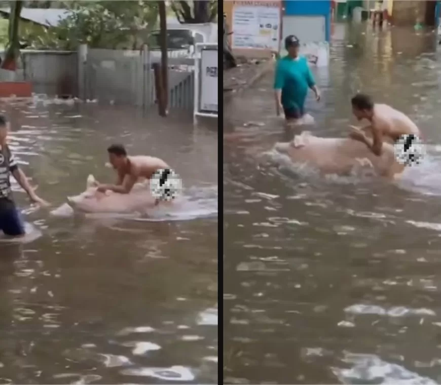 Viral Video Pria di Jakbar Naik Babi untuk Selamatkan dari Banjir, Kuping Hewan Sengaja Ditarik: Supaya Tidak Mati